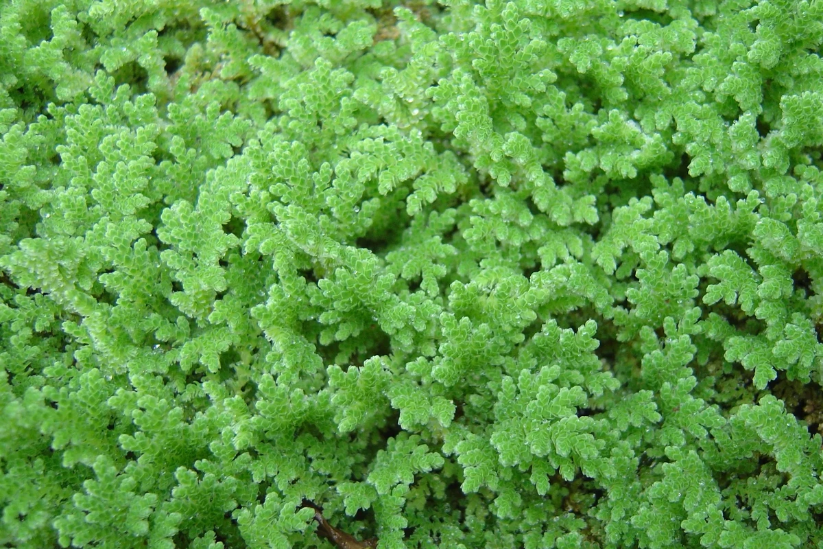 manfaat azolla untuk pakan ternak