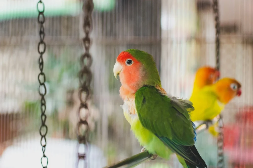 manfaat kangkung untuk lovebird