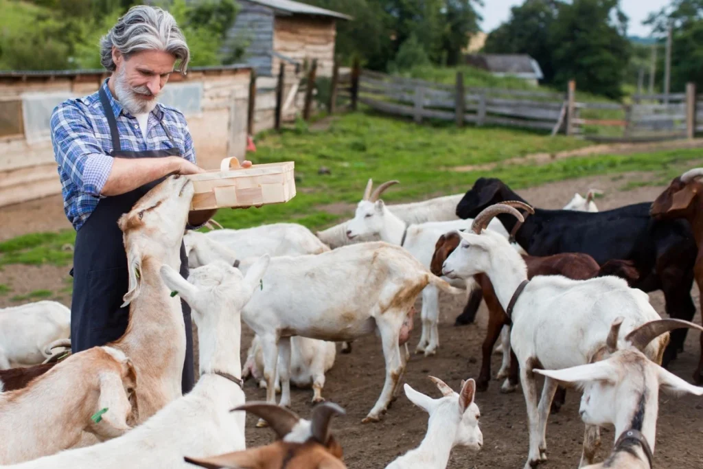 manfaat singkong untuk pakan ternak