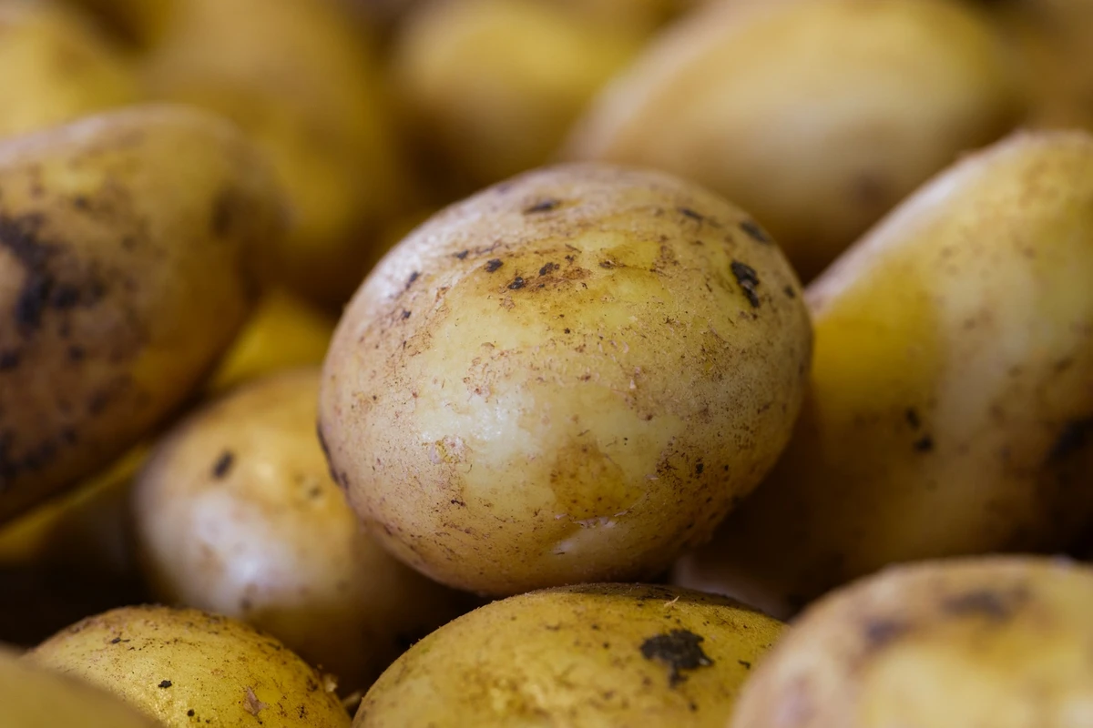 jenis nutrisi untuk tanaman kentang agar berbuah lebat