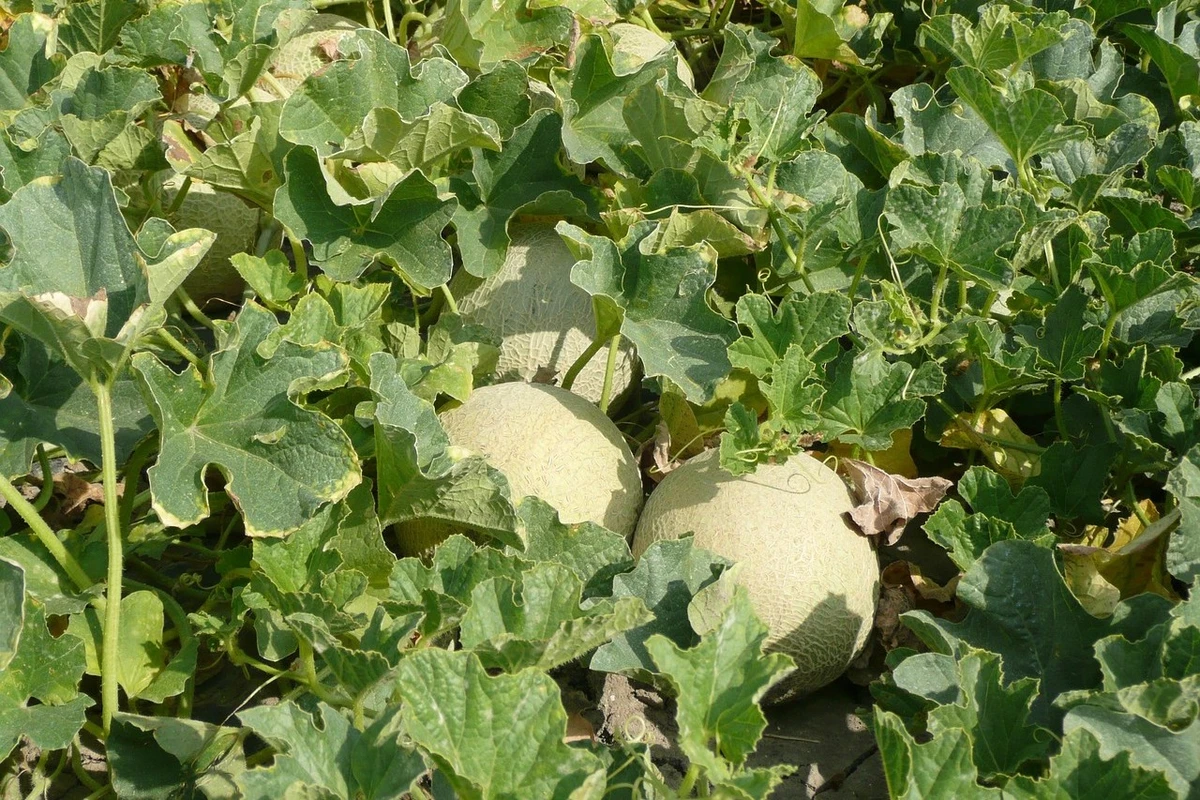 nutrisi untuk tanaman melon