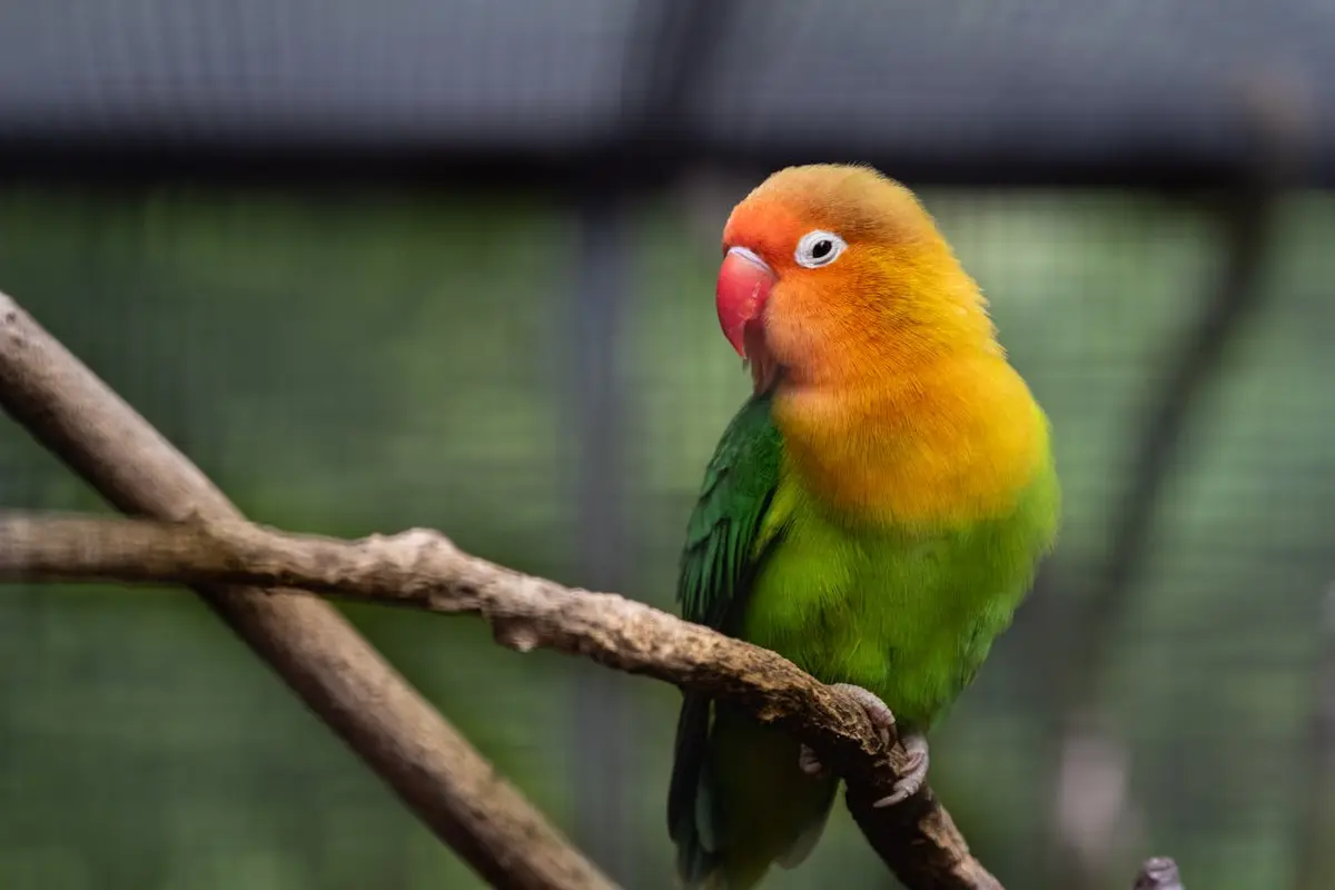 pakan alternatif lovebird selain milet yang bernutrisi