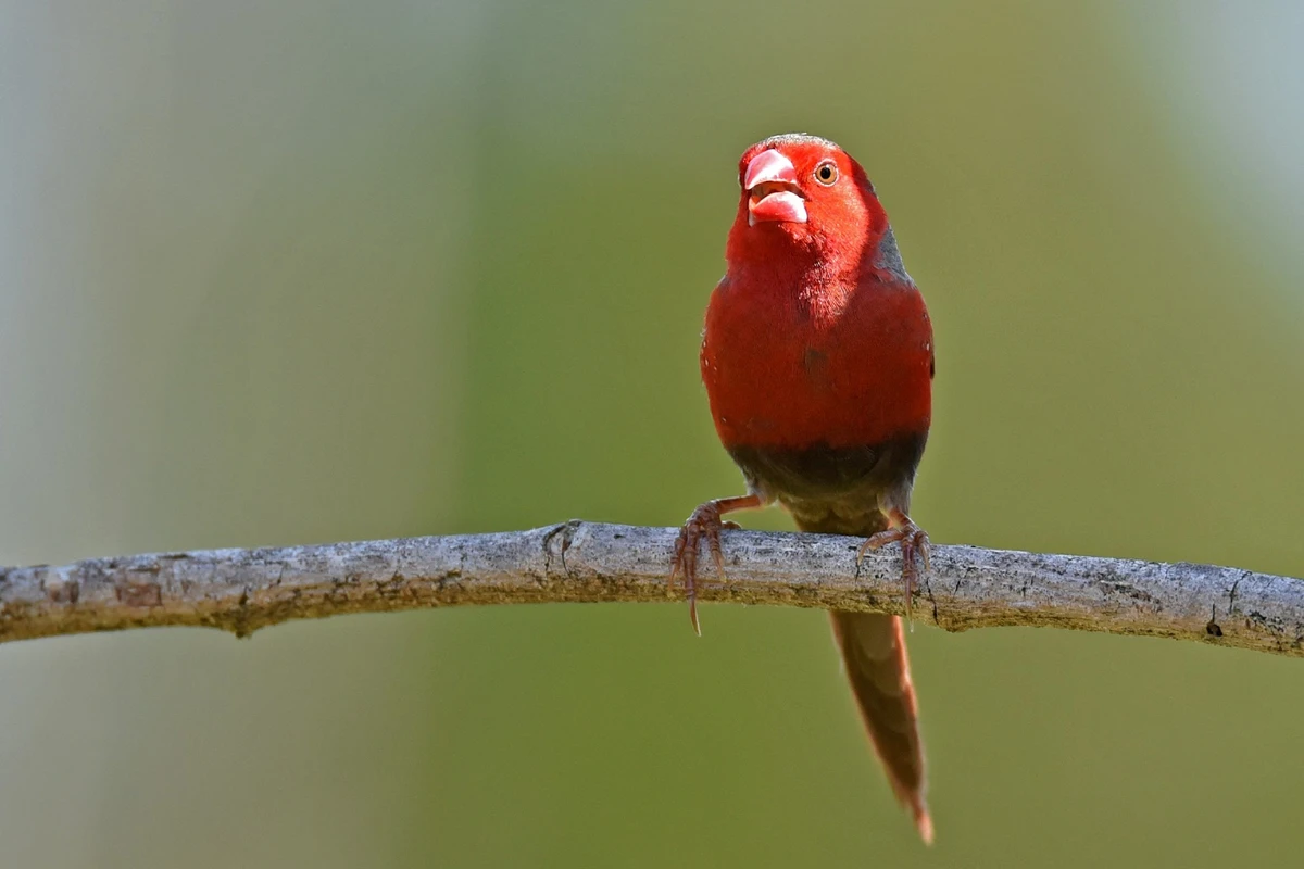 jenis pakan burung red siskin