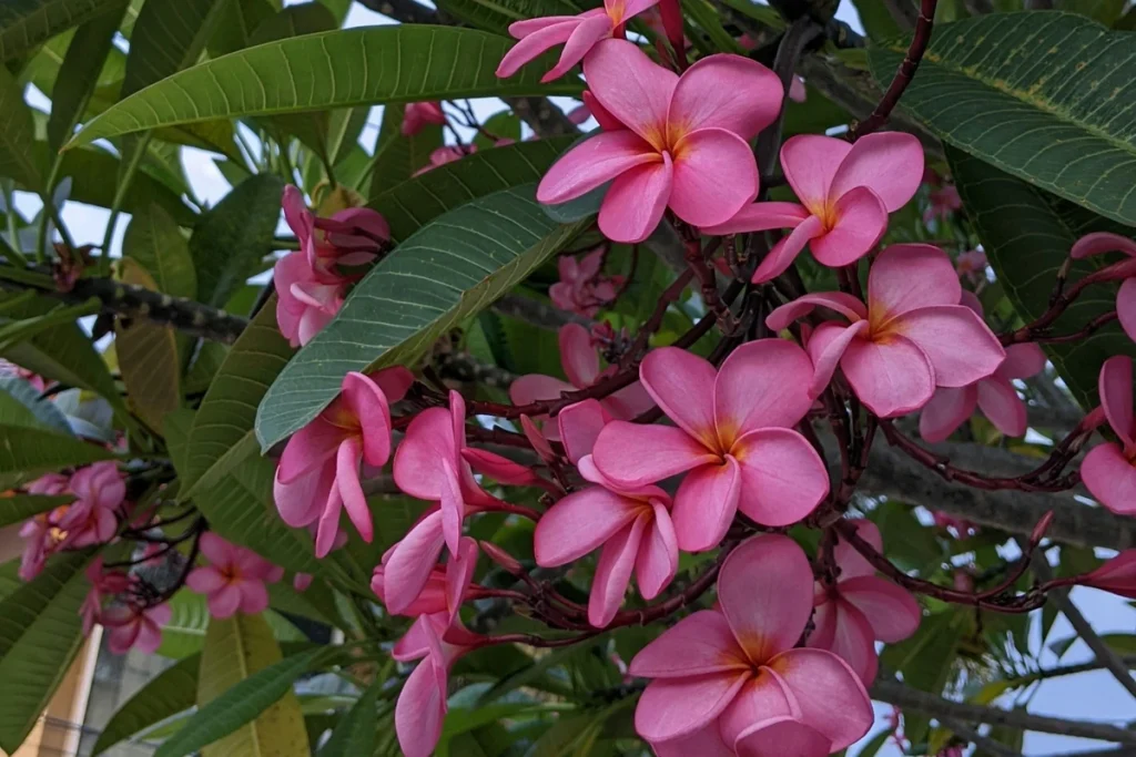 rekomendasi pupuk bunga kamboja dan panduan pemupukan