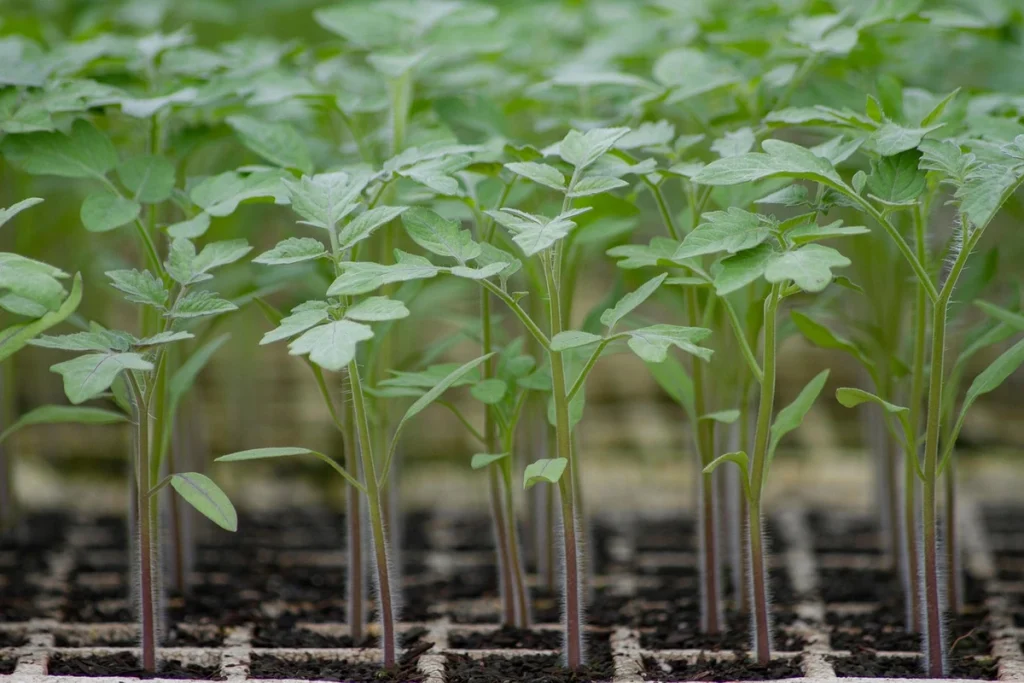 cara menyemai bibit tomat