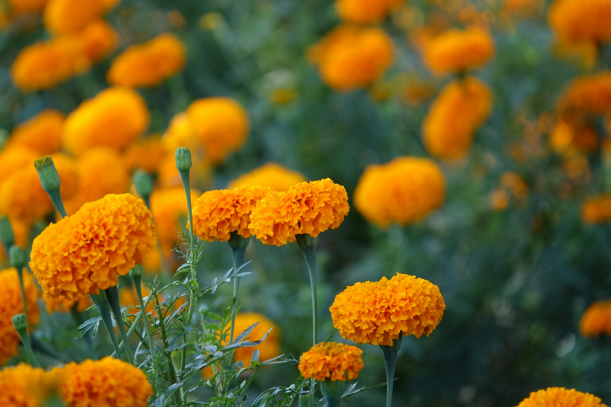 cara merawat bunga marigold