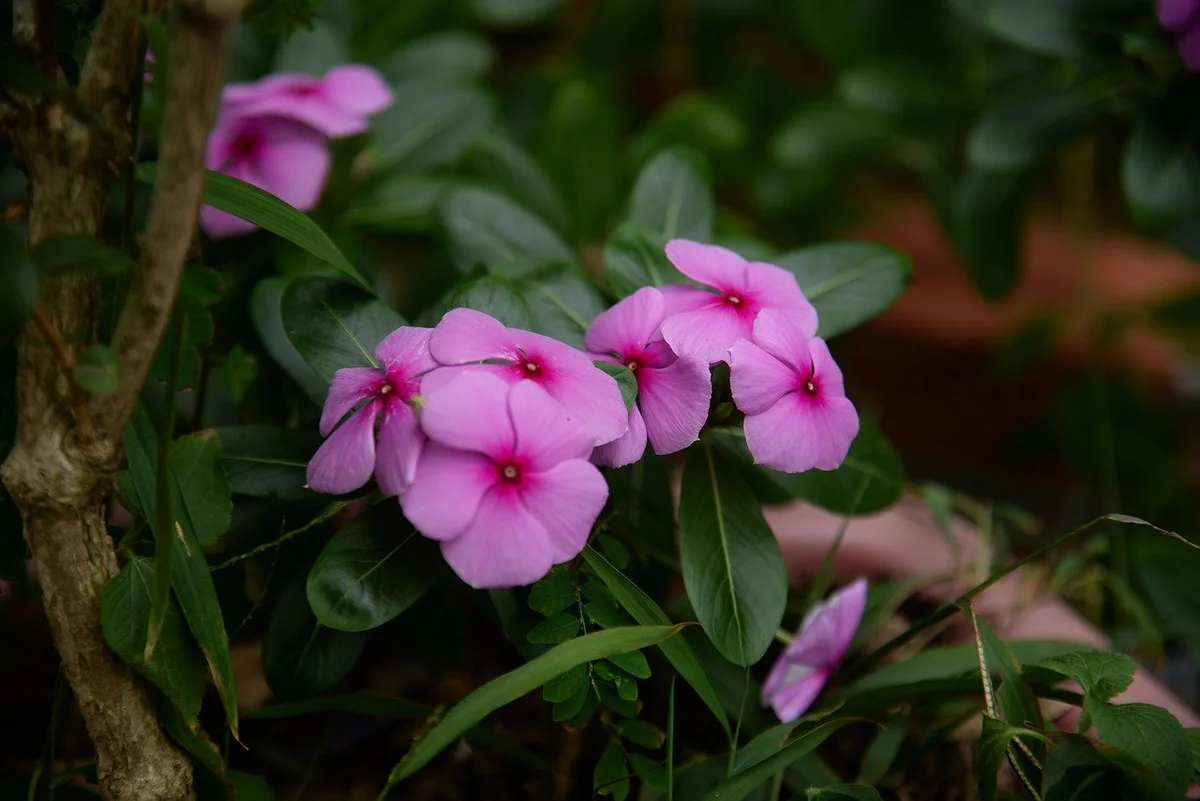 cara merawat bunga tapak dara