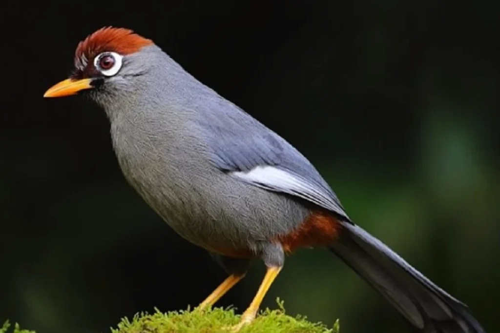 cara merawat burung poksay hongkong agar cepat gacor