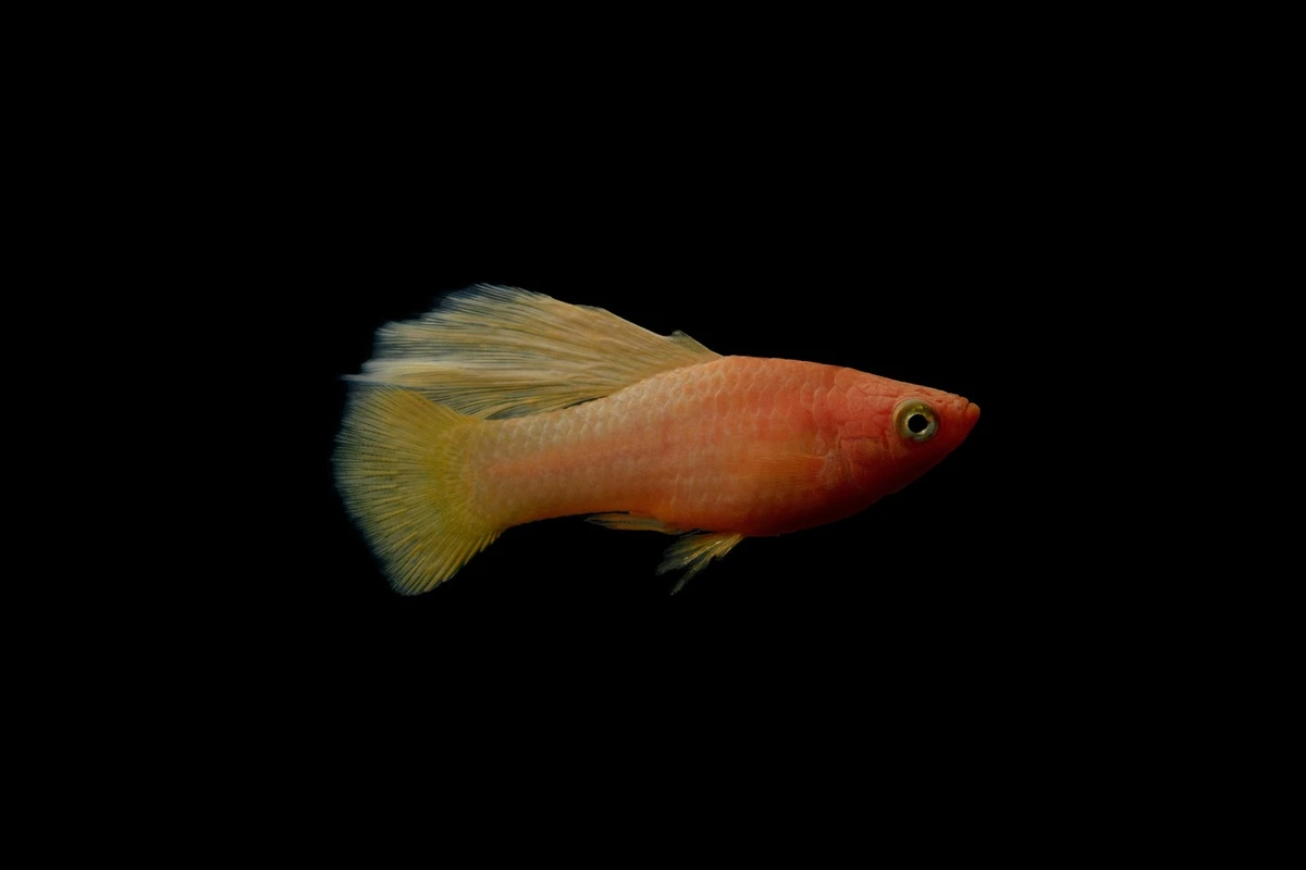 ciri ciri ikan platy hamil