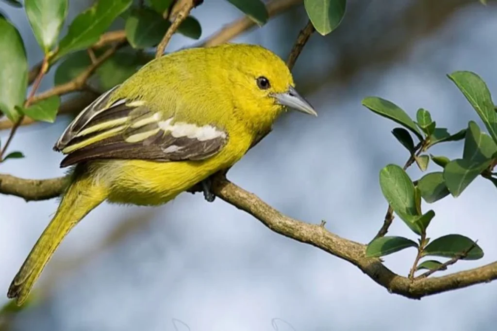 kenapa burung sirtu tidak mau bunyi