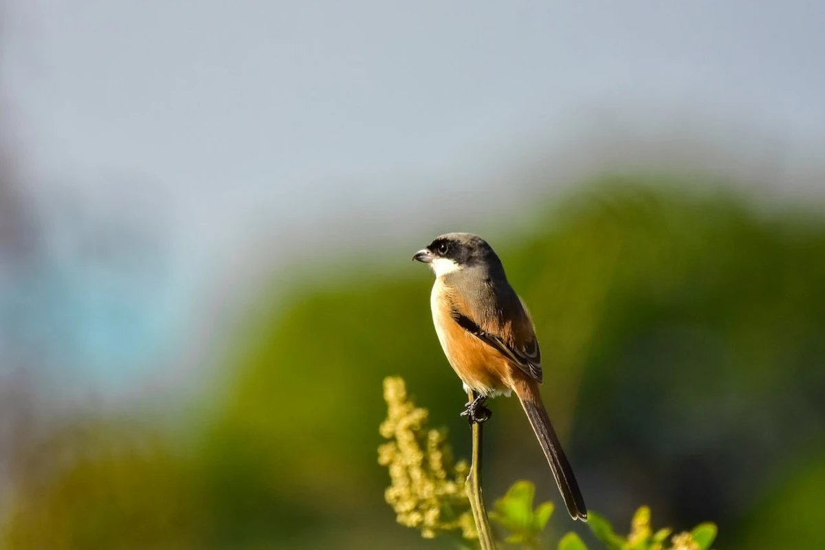 perawatan cendet agar gacor dan nagen