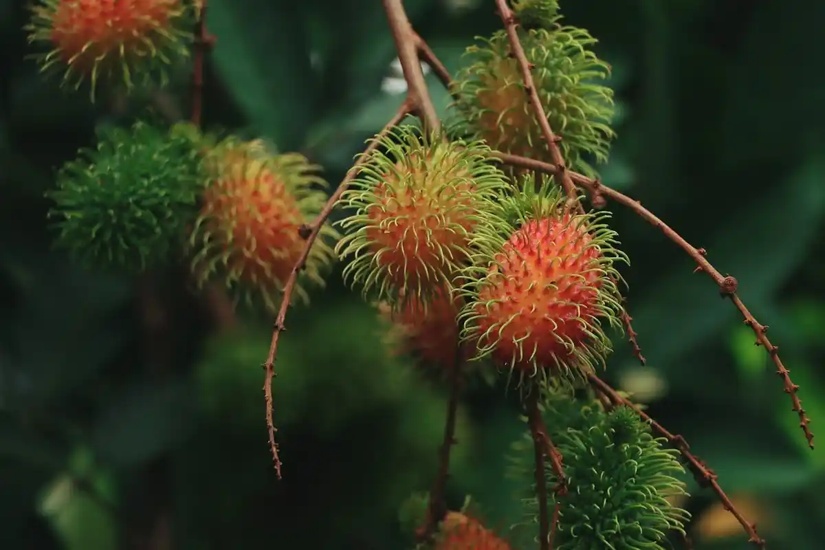 pupuk agar bunga rambutan tidak rontok