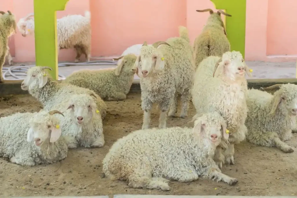 analisa ternak domba 10 ekor