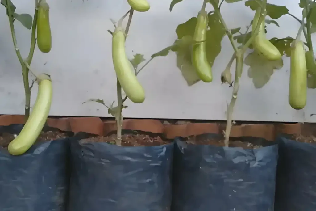 cara menanam terong hijau di polybag
