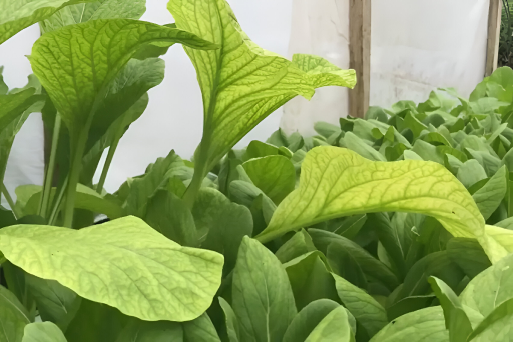 cara mengatasi daun bayam menguning