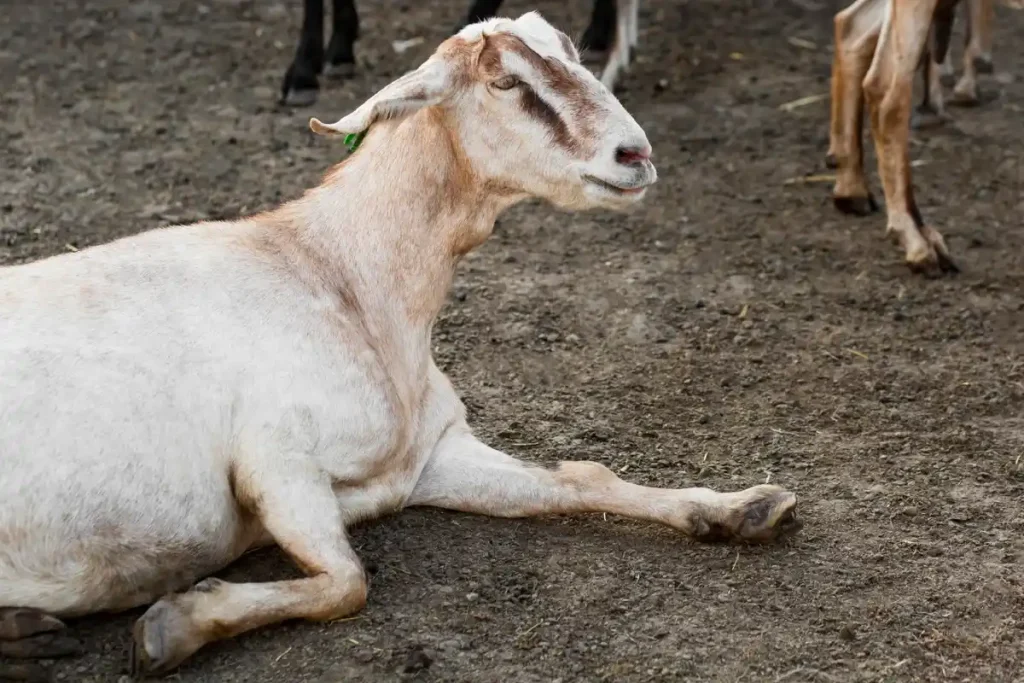cara mengatasi kambing stres