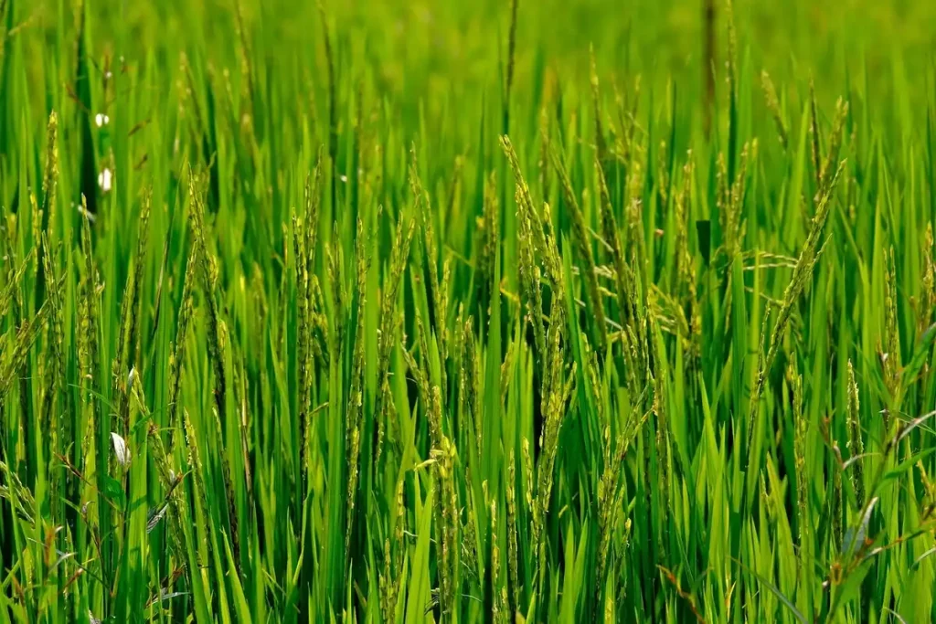 cara mengatasi lembing batu pada padi