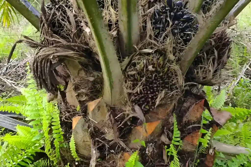 cara mengatasi sawit buah landak