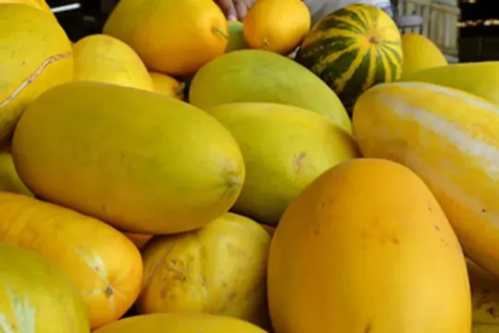 cara merawat timun suri agar berbuah lebat