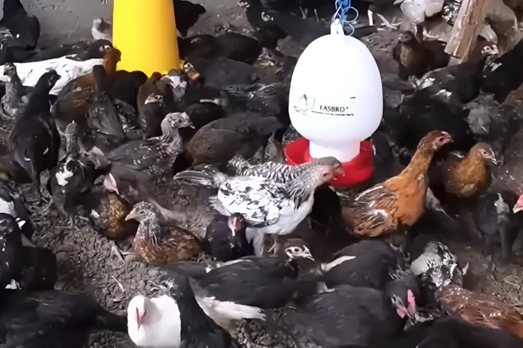 cara ternak ayam kub petelur