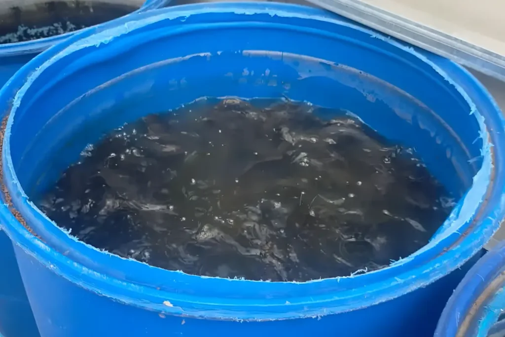 cara ternak lele dalam drum plastik