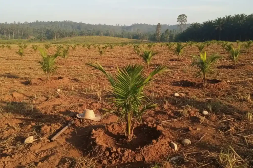 pupuk bibit sawit umur 3 bulan