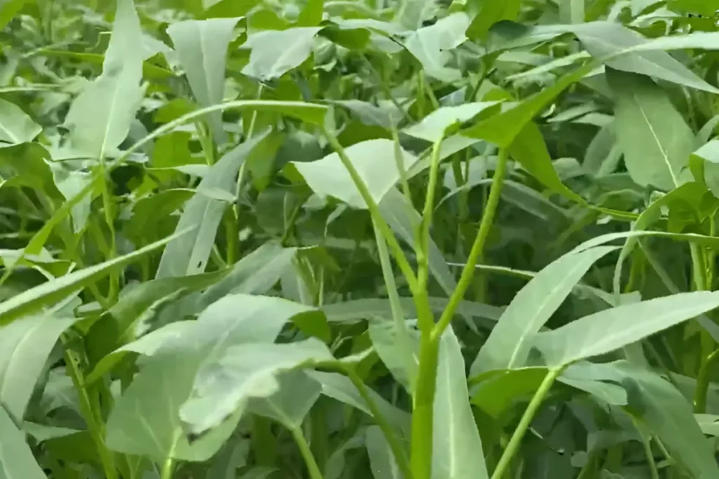 pupuk untuk kangkung cabut