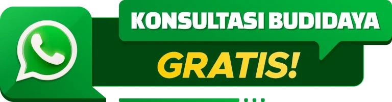 Konsultasi WhatsApp GDM