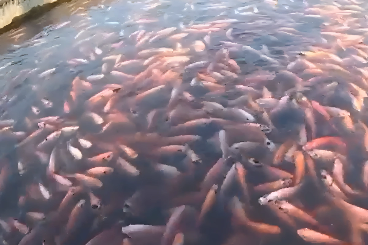 cara budidaya ikan nila di kolam beton