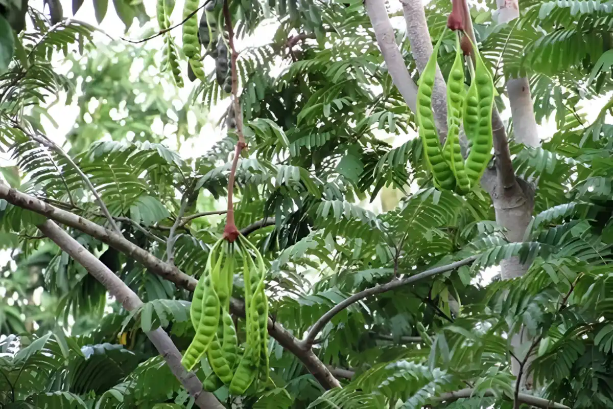 cara agar bunga petai tidak rontok
