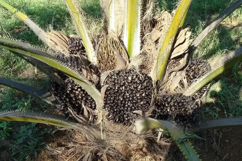 cara agar sawit cepat berbuah
