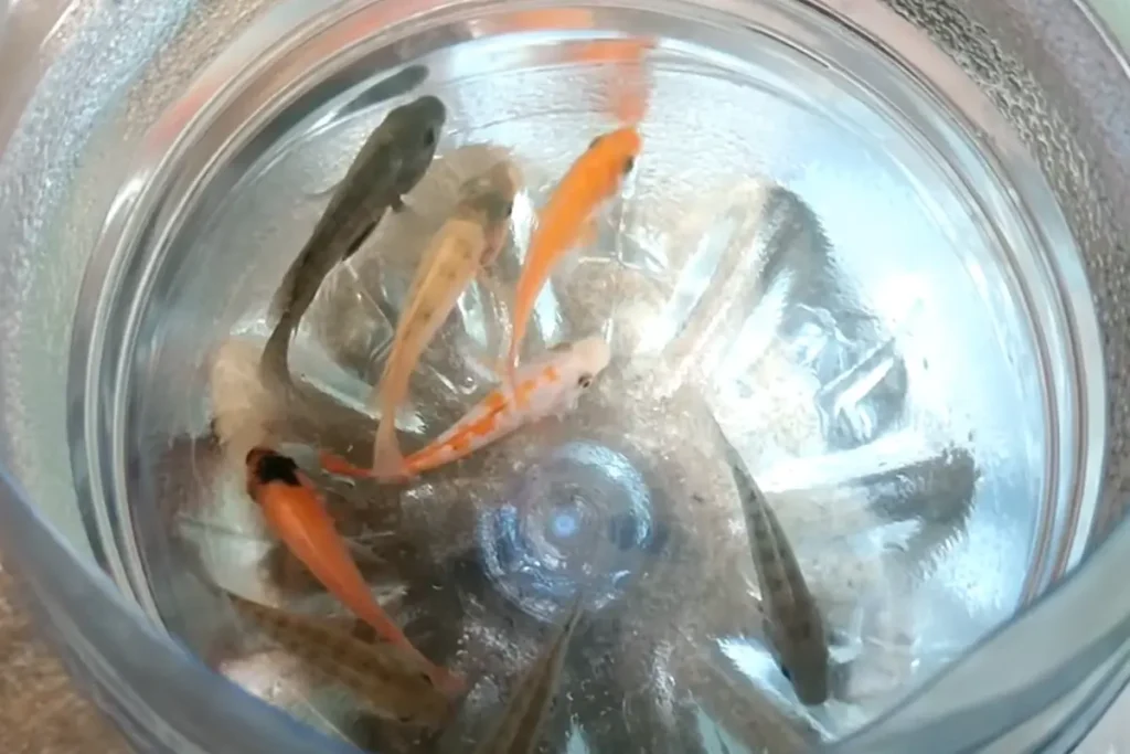 cara budidaya ikan nila di galon le mineral