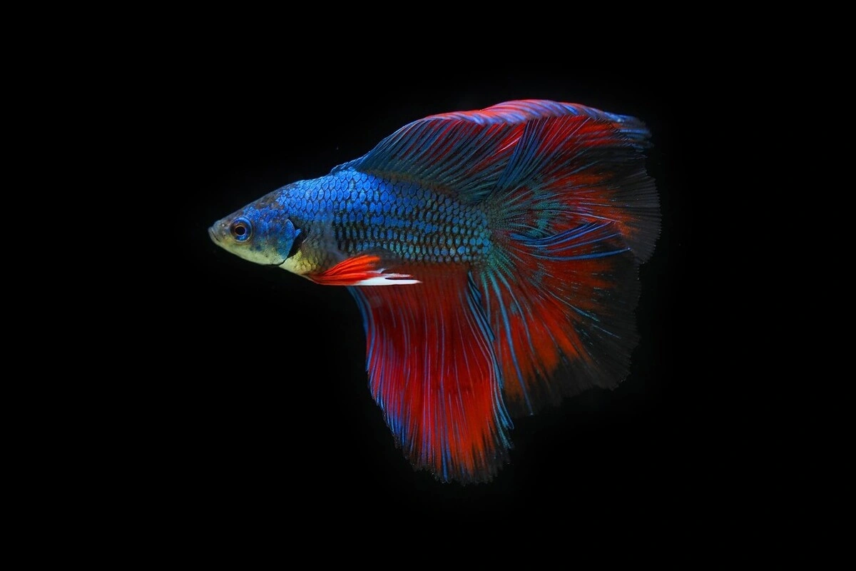 cara melatih ikan cupang agar ganas