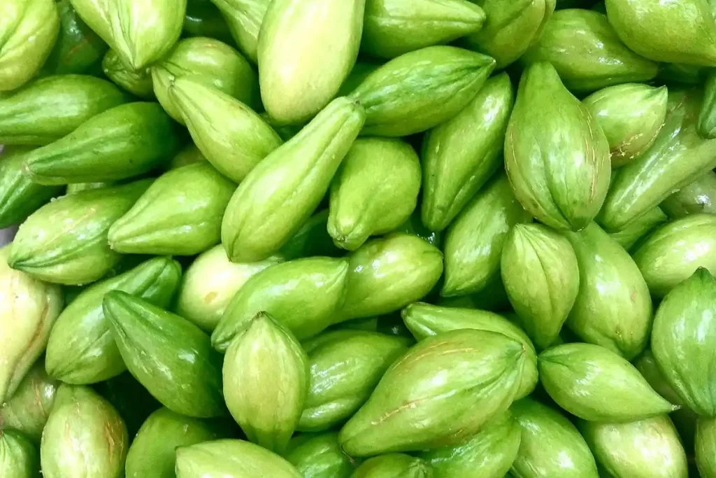 cara menanam labu siam dari buahnya