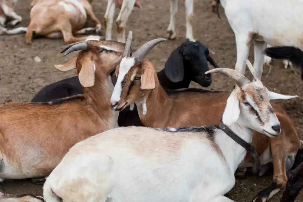 cara mengatasi kambing majer