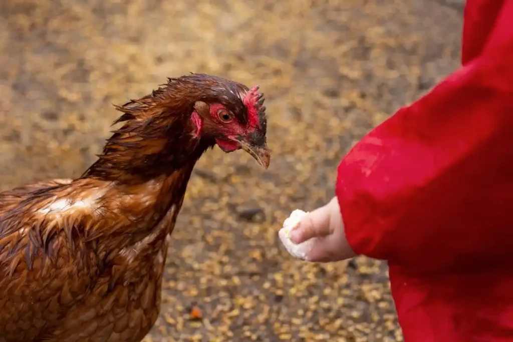 penyebab ayam kurus tapi banyak makan
