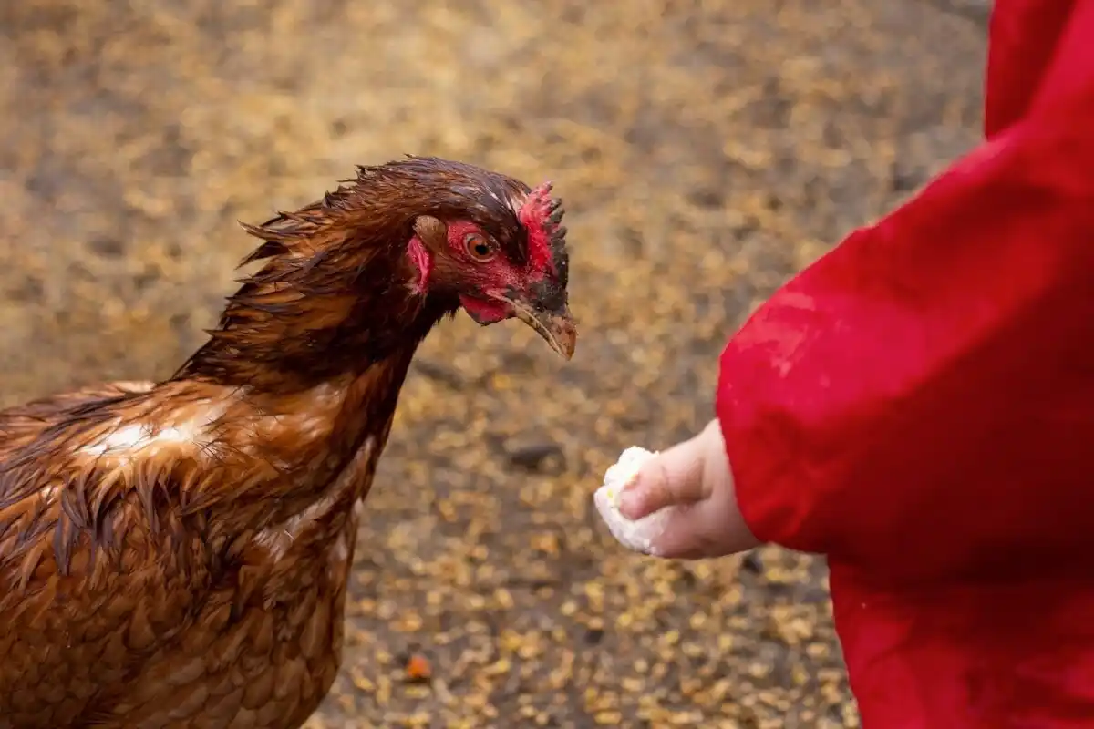 penyebab ayam kurus tapi banyak makan