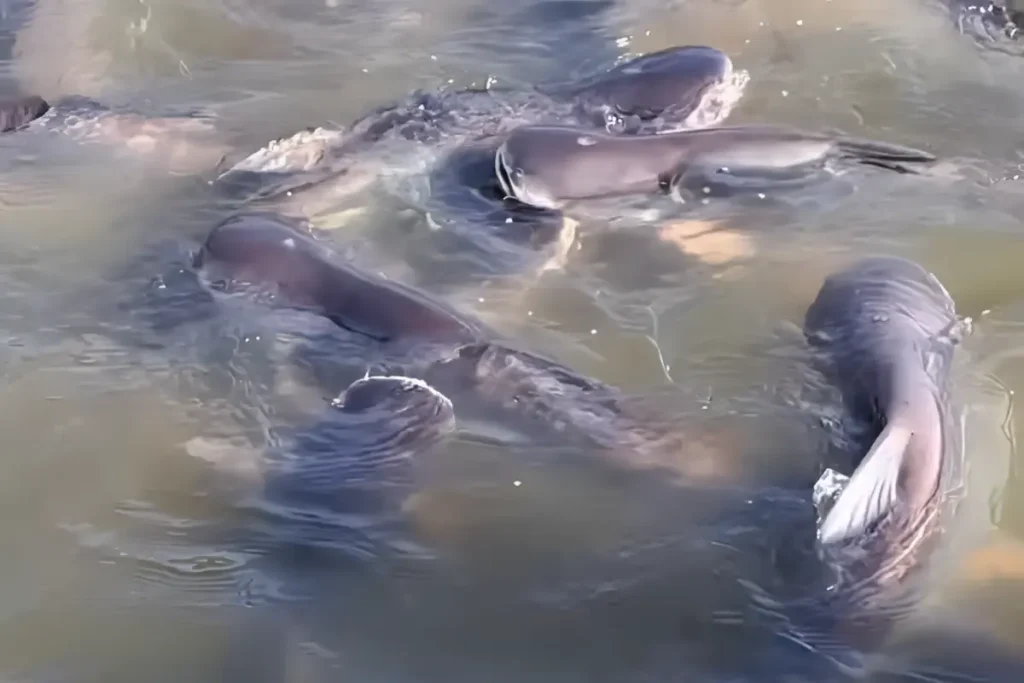 probiotik ikan patin