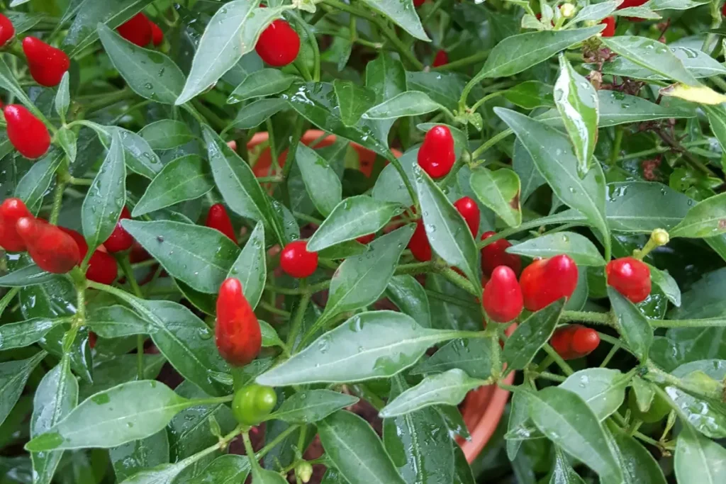 pupuk cair perangsang tunas cabe