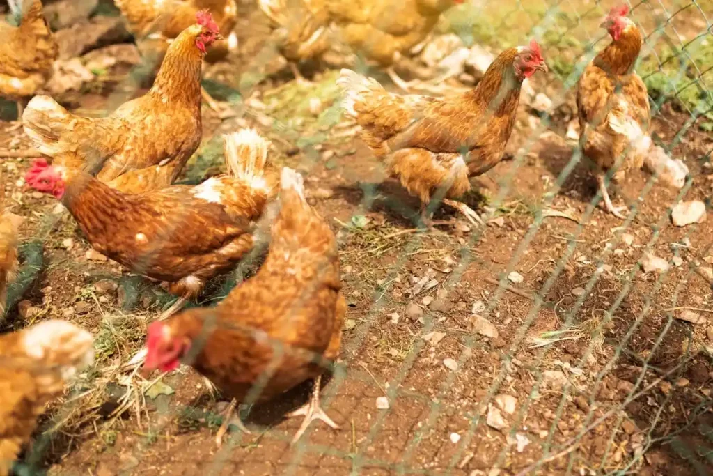 cara agar bobot ayam cepat naik