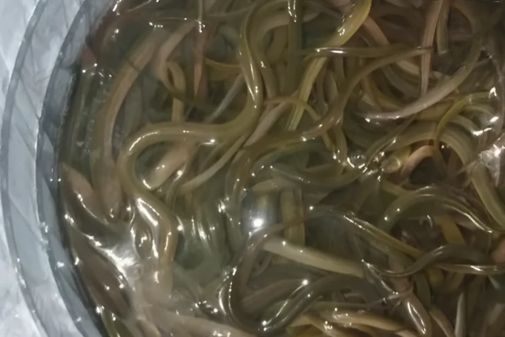 cara budidaya belut di ember