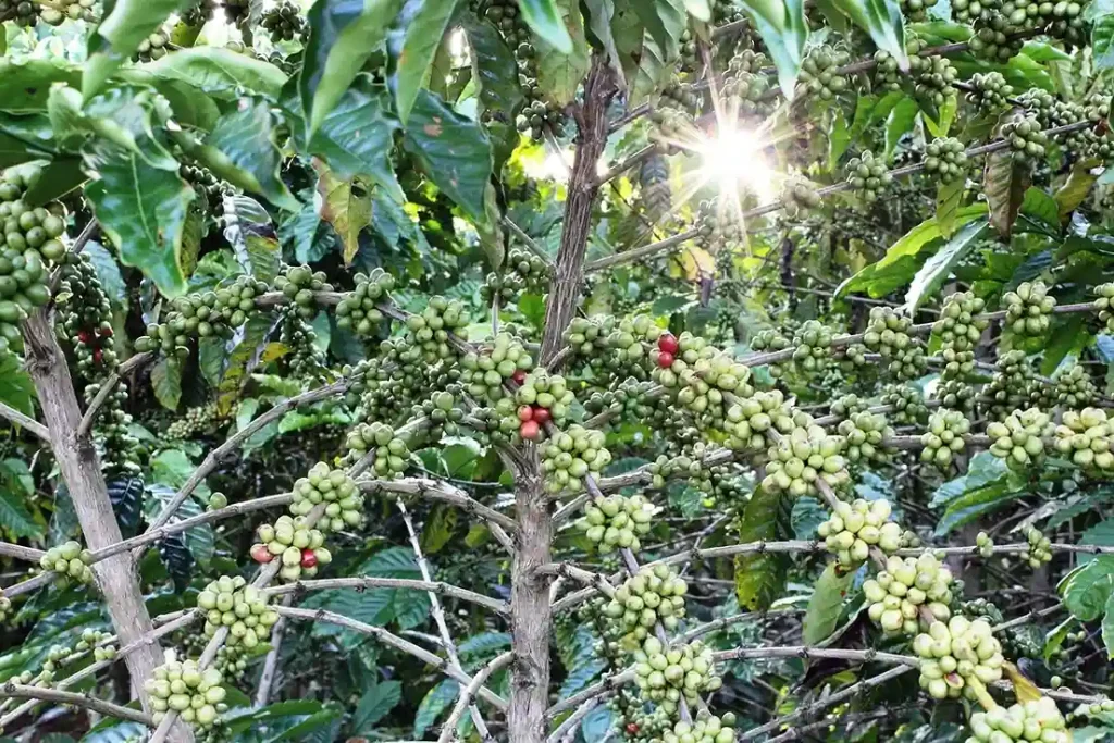 cara memangkas pohon kopi agar berbuah lebat