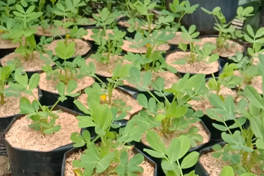 cara menanam kacang tanah di polybag