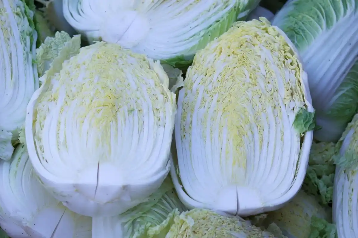 cara menanam sawi putih dari bonggol