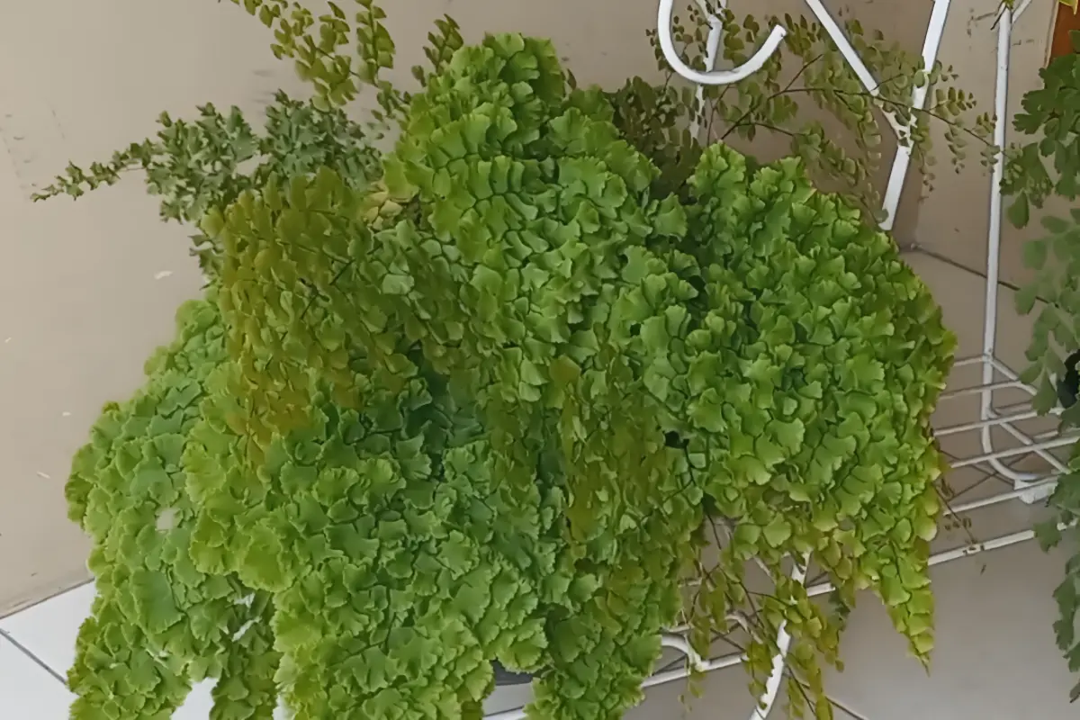 cara menanam suplir dalam pot