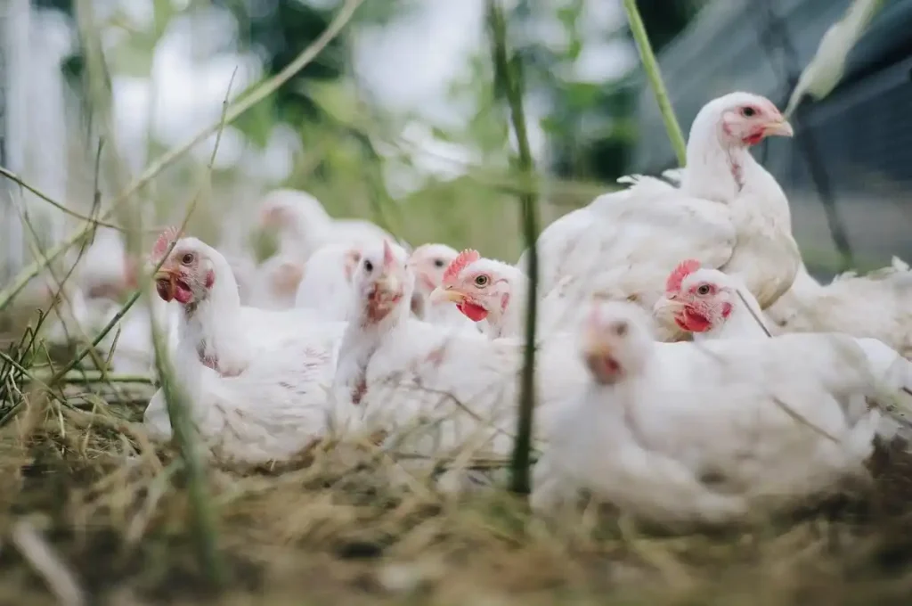 cara mengatasi ayam panas dalam