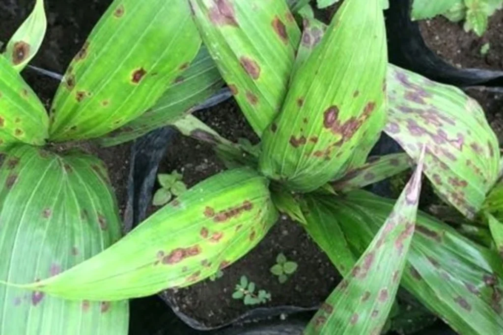 cara mengatasi bercak daun pada bibit sawit