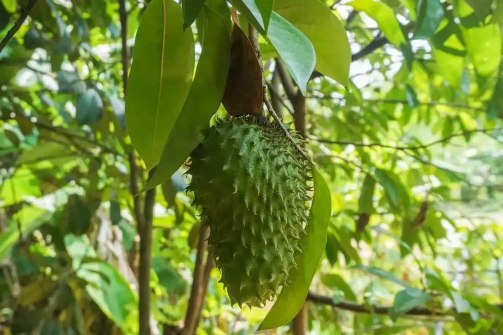 cara merawat pohon sirsak agar cepat berbuah