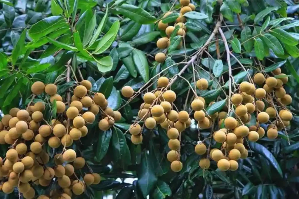 kenapa pohon kelengkeng tidak berbuah