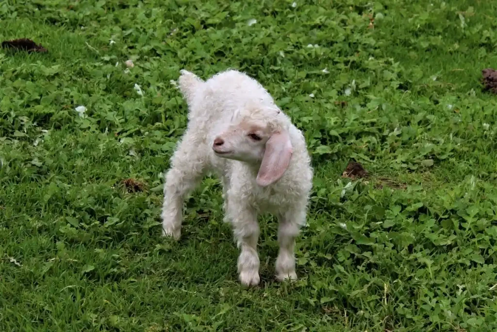 penyebab domba lahir prematur